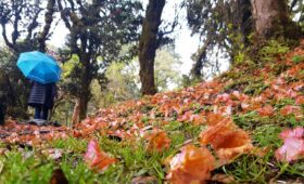 Forest of hemlock and rhododendrons.