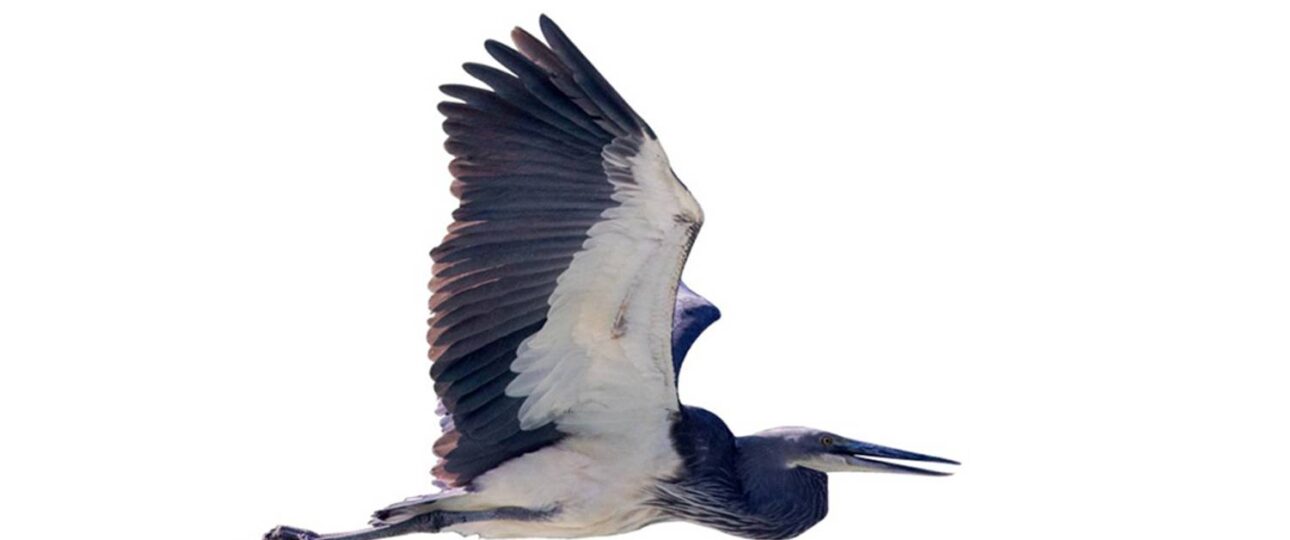 White Bellied Heron in flight