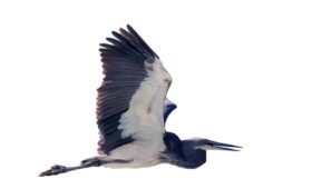 White Bellied Heron in flight