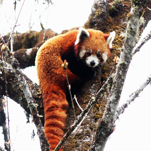 Bhutan National Parks and Adventure