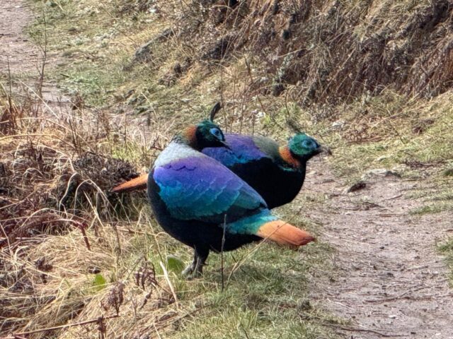 Monal pheasant at Tharpaling