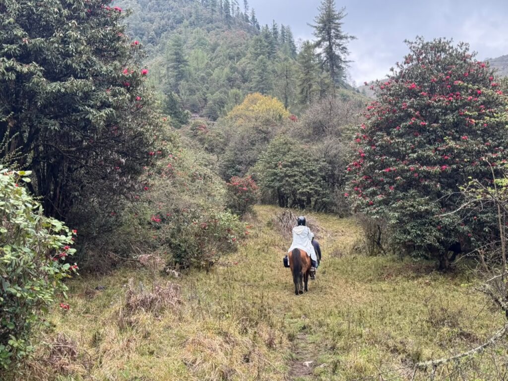 horse riding at Phobjikha valley