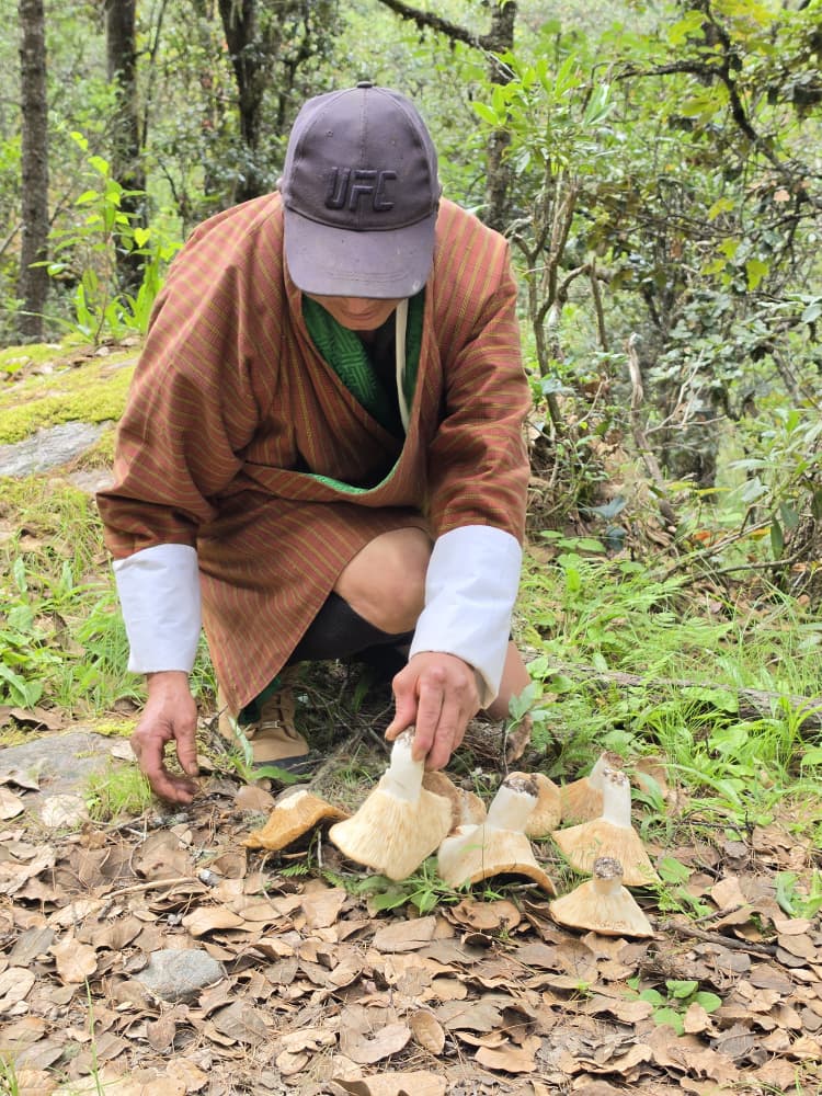 Our mushroom foraging guide Ap Namgay