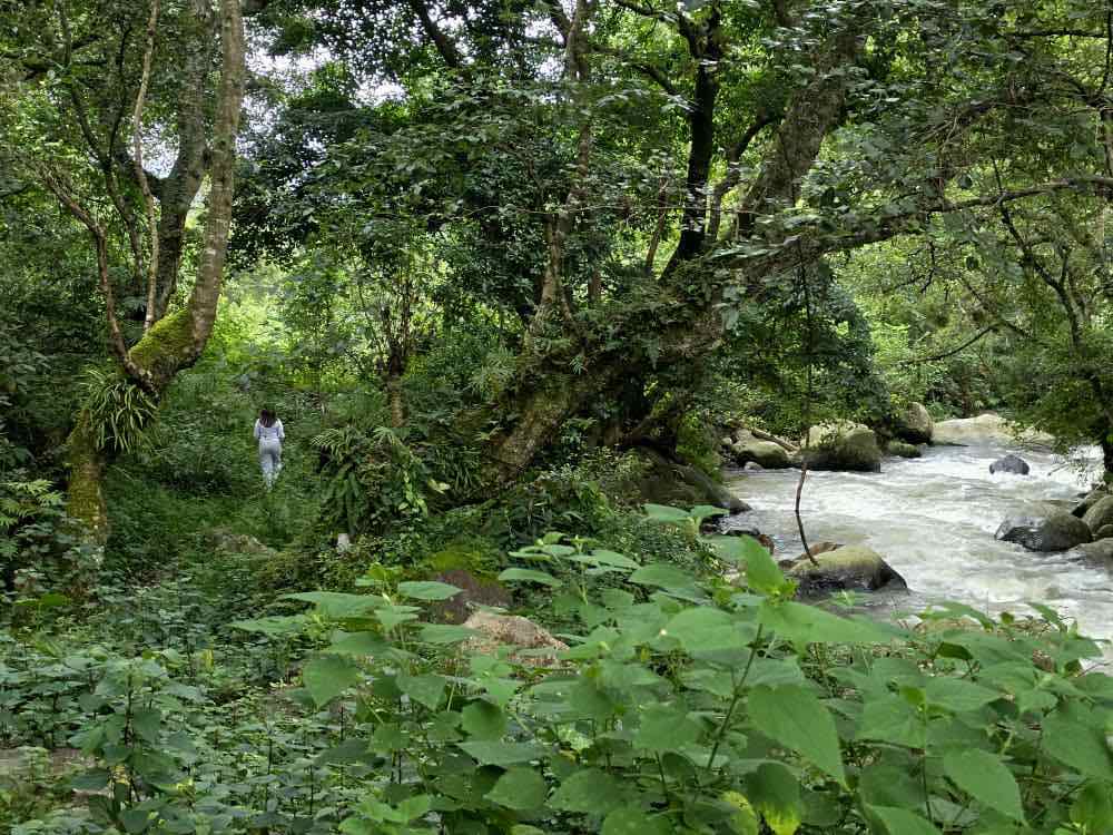 Person walking along the Trans Bhutan Trail beside a river, surrounded by dense forest.